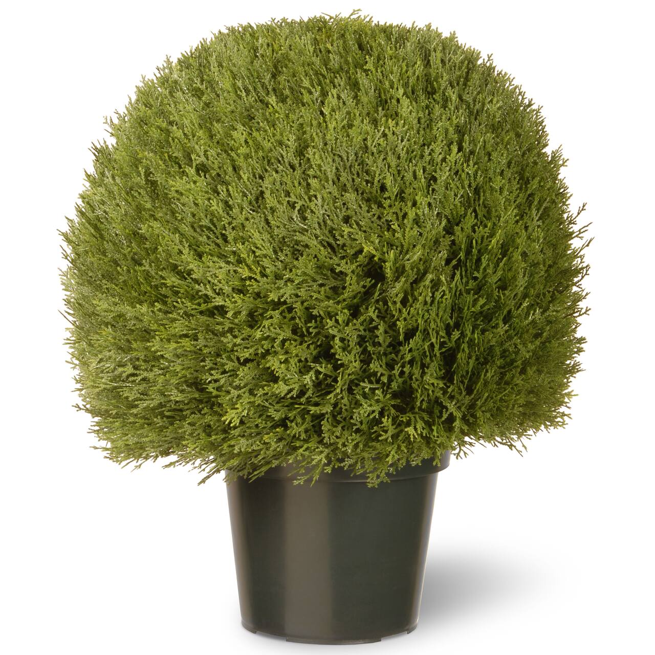 2ft. Cedar Pine Topiary in Green Pot